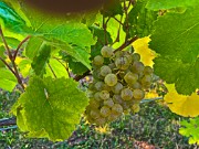 Ausfahrt zum Weinheurigen Schmuckenschlager